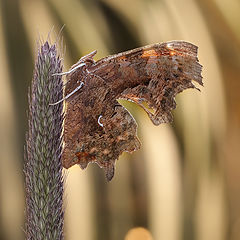 фото "Углокрыльница c-белое /Polygonia c-album/"