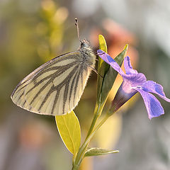 фото "Белянка брюквенная /Pieris napi/ "