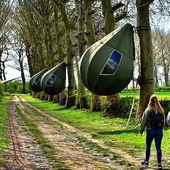 фото "CAMPING IN THE TREES"