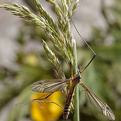 фото "Комар-долгоножка (лат. Tipulidae)"