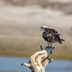 photo "Osprey"