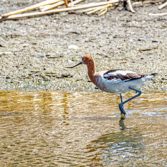 photo "American Avocet"