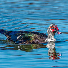 photo "Muscovy Duck"