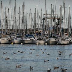 фото "boats and seagulls"