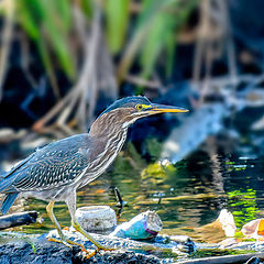 фото "Green Heron"