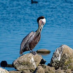 photo "Broun Pelican"