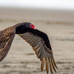 photo "Turkey Vulture"