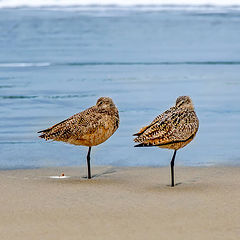 фото "Marbled Godwit"