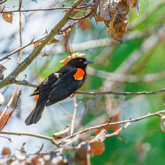 photo "Red-winged Blackbird"