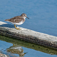 photo "Black-Bellied Plover"