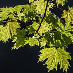 photo "Maple"