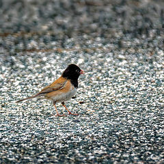 photo "Dark-Eyed Juncos"