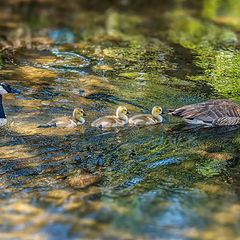 фото "Canadian geese with babies swimming in the stream in Los Gatos CA"
