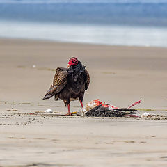 фото "Turkey Vulture"