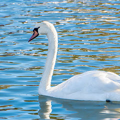 photo "Swan"