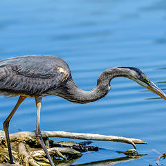 photo "Blue Heron"