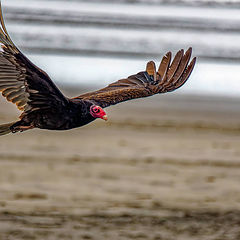 photo "Turkey Vulture"