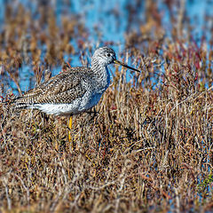 фото "Greater Yellowlegs"