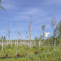 фото "Ангел"