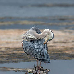 photo "Blue Heron"