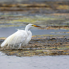 фото "Snowy Egret"