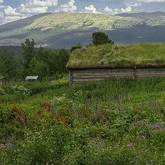 photo "Summer  landscape"