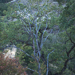 photo "Дерево в синем свете"