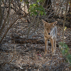 photo "Любопытный Шакал (Coyote)"