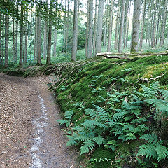 photo "In the woods"