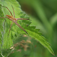 photo "The silent hunter"