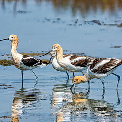 фото "American avocet"