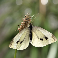 фото "Капустница или белянка капустная (лат. Pieris brassicae)"