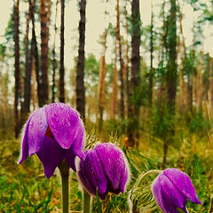 photo "***"