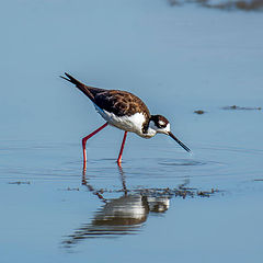 photo "Black-necked Stilt"