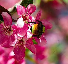 фото "bee on blossom"