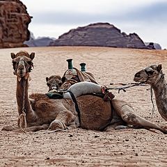 photo "Resting Camels"