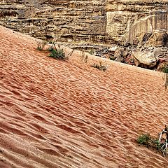 photo "Some Plants Grow in the Desert"