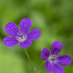 photo "Без названия"