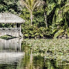 photo "Everglades"