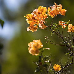 photo "***"