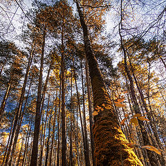 фото ""Великаны осени""