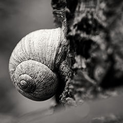 photo "Helix pomatia"