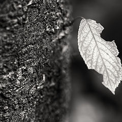 photo "the last leaf"