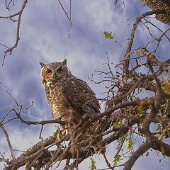фото "OWL"