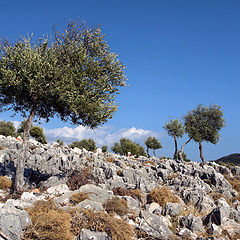фото "И на камнях  растут деревья..."