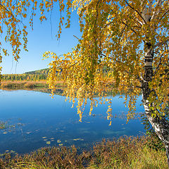 фото "Золото осени"