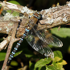 photo "Dragonfly on pension"
