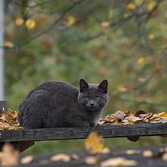фото "Осенний котик ..."