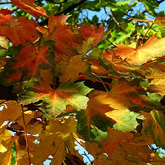 photo "Autumn color ..."