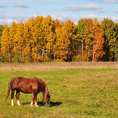 фото "Лошадь-осень с огненною гривой..."